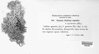 Cladonia alpestris image